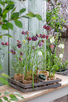 Junge Pflänzchen der Schachbrettblume (Fritillaria) in Blumentöpfen auf der Terrasse