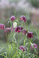 Checkerboard flower (Fritillaria)