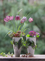 Schachbrettblume (Fritillaria) und Primeln (Primula) in Tontöfpfen