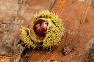 A chestnut