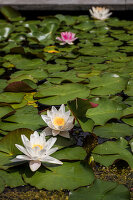 Weiße Seerosen (Nymphaea) im Teich