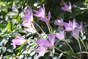 Violette Herbstzeitlosen (Colchicum autumnale) im Beet