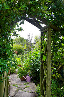 Wooden pergola with climbing plants in the summer garden