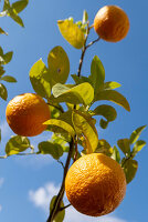 Greek Oranges\n