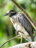 An adult yellow-crowned night heron (Nyctanassa violacea) along the shoreline at Playa Blanca, Costa Rica, Central America\n