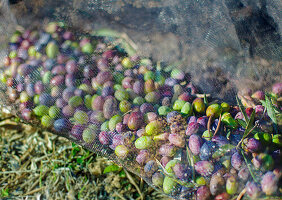 Green and black olives in net bag\n