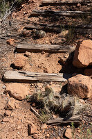 Cactus grows between weathered mine car rail cross ties at the site of the former Big Buck uranium mine near La Sal, Utah.\n