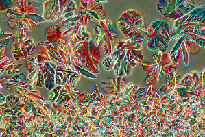 Das Bild zeigt ein kristallisiertes Gemisch von Harnstoff und Mailsäure, fotografiert durch das Mikroskop in polarisiertem Licht bei einer Vergrößerung von 100X