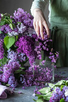 Lilac blossoms