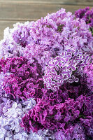 Lilacs of different varieties