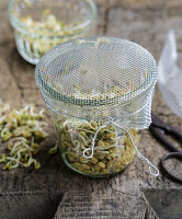 Fenugreek sprouts in preserving jar, with mesh sieve