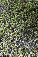 Germinating sunflower seeds for growing your own sprouts