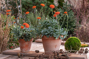 Senecio cephalophorus; 'Orange Flame';