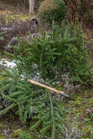 Weihnachtsbaum zerlegen und die Äste zum Abdecken gegen starke Fröste im Januar oder Februar verwenden