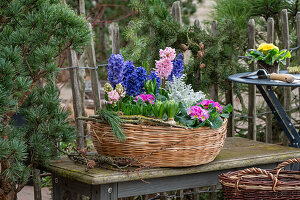 Hyazinthen (Hyacinthus), Primeln, Krokusse, Narzissen,  Silberblatt (Senecio) 'Winter Whispers' in Blumenschale