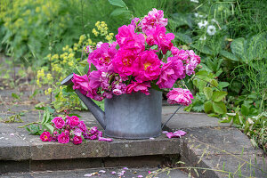 Pinkfarbene Gallicarose (Rosa gallica) 'Officinalis' und 'Versicolor', und Rosa multiflora 'Taunusblümchen' als Blumenstrauß in alter Gießkanne