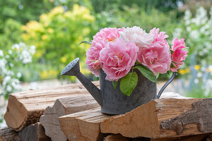 Rosa Rosen als Strauß in alter Gießkanne auf Holzstoß