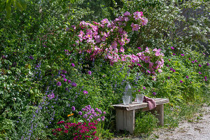 Strauchrose 'Marguerite Hilling'  und Blumenbeete hinter Gartenbank