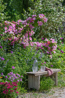 Strauchrose 'Marguerite Hilling'  und Blumenbeete hinter Gartenbank mit Gläsern