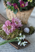 Decoration with bark, moss, Christmas rose blossoms (Helleborus niger), horned violets (Viola cornuta) and snowdrops (Galanthus)