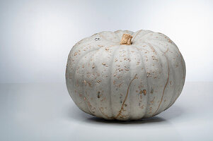 Crioula Pataka (pumpkin variety from Chile)