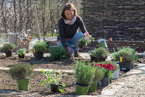 Frau bepflanzt Beeteinfassung mit Kräutern, Oregano, Rosmarin, Salbei, Thymian, und Nelken (Dianthus)