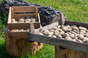 Kartoffeln (Solanum tuberosum) vorbereitet zum Legen, Knollen zum Einpflanzen auf Tabletts