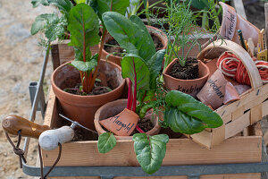 Young plants of chard and bulbous fennel