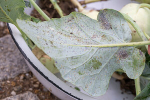 kohlrabi; Mealy cabbage aphid on kohlrabi leaf