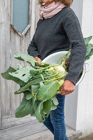 Ernte von Kohlrabi, Frau mit geernteten Kohlköpfen in Schüssel