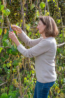 Harvesting the seeds of runner beans &#39;Neckargold'39; &#39;Brunhilde'39;