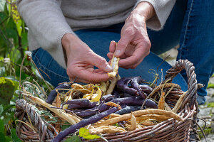 Harvesting the seeds of runner beans &#39;Neckargold'39; &#39;Brunhilde'39;