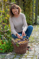 Harvesting the seeds of runner beans &#39;Neckargold'39; &#39;Brunhilde'39;