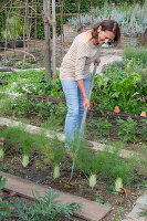 Frau im Beet mit Knollenfenchel hacken