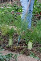 Chop a bed of bulbous fennel