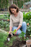 1st planting in June; iceberg lettuce; pick lettuce; 'Lollo rosso';