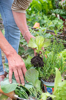 1. Planting in June