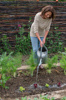 1st planting in June; iceberg lettuce; pick lettuce; Lollo rosso'; water