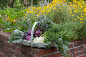 Kohlrabi &#39;Azur'39;; bulb fennel &#39;Selma'39;