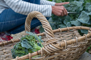 Frau bei Erster Ernte von Brokkoli, nur den Kopf, dann in sechs Wochen eine zweite Ernte mit kleineren Röschen ernten