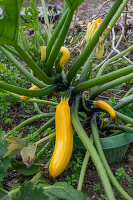 zucchini