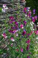 sweet pea; Matchmaker Rose; Cranberry;