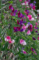 Duft-Wicke (Lathyrus odoratus) 'Matchmaker Rose' und 'Cranberry' im Garten