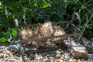 Milk thistle