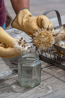 Milk thistle