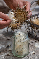 Milk thistle