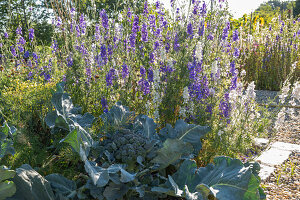 First harvest of broccoli, harvest just the head, then in six weeks you can harvest a second harvest of smaller florets