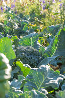 First harvest of broccoli, harvest just the head, then in six weeks you can harvest a second harvest of smaller florets