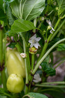 Blüte der Paprikapflanze (Capsicum) im Gemüsebeet und Früchten