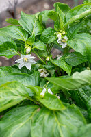 Blüte der Paprikapflanze (Capsicum) im Gemüsebeet